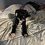 Rosie joined the competition — help win amazing prizes! bed, blanket, black_dog, comforter, dog, domestic_animal, furniture, indoor, mammal, man, person, pet, pillow, playing, resting, sleeping, tongue_out, white_blanket, young_dog, cute