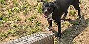 Rosie is registered to the contest to win money with this photo: dog, black_dog, white_paws, outdoor, grass, dirt, wooden_railing, sunlight, pet, animal, canine, leash, tongue_out, happy, playful, standing, nature, summer, daytime, shadow