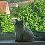 Boo a rejoint le concours — aidez-le/la à gagner de superbes lots ! cat, fluffy_cat, windowsill, window, greenery, trees, leaves, outdoor, building, roof, sky, daylight, pet, animal, domestic_cat, sitting, fur, nature, quiet, house