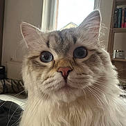 Boo participe au concours pour gagner de l'argent avec cette photo : cat, fluffy, blue_eyes, close_up, indoor, window, natural_light, whiskers, furniture, bookshelf, curious, pet, mammal, domestic_animal, portrait, face, long_hair, nose, ears