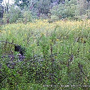 Jr is registered to the contest to win money with this photo: forest, greenery, wildlife, bear, black_bear, nature, plants, trees, foliage, outdoor, wild, animal, countryside, dense_vegetation, field, shrubbery, daytime, camera_timestamp, trail_camera, wilderness