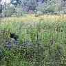 forest, greenery, wildlife, bear, black_bear, nature, plants, trees, foliage, outdoor, wild, animal, countryside, dense_vegetation, field, shrubbery, daytime, camera_timestamp, trail_camera, wilderness