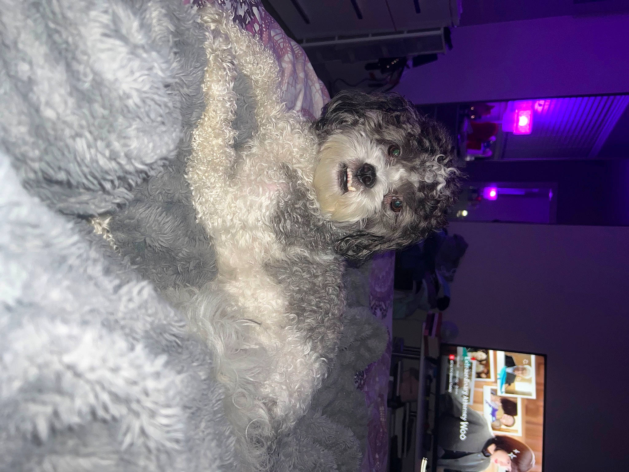 Benji joined the competition — help win amazing prizes! event, fun, fur, magenta, plant, plush, purple, skull, snout, stuffed_toy, toy, tree, wool