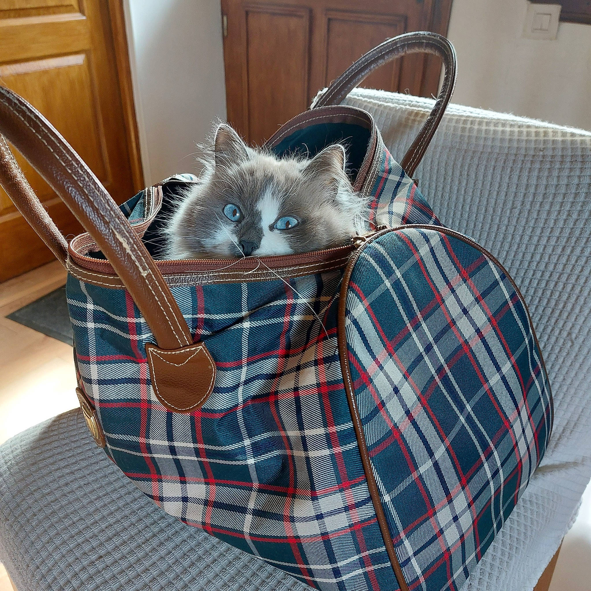 Chaussette a rejoint le concours — aidez-le/la à gagner de superbes lots ! bag, baggage, basket, carnivore, cat, cat_supply, chair, comfort, couch, domestic_short_haired_cat, felidae, fur, grey, linens, luggage_and_bags, pattern, plaid, small_to_medium_sized_cats, tartan, whiskers
