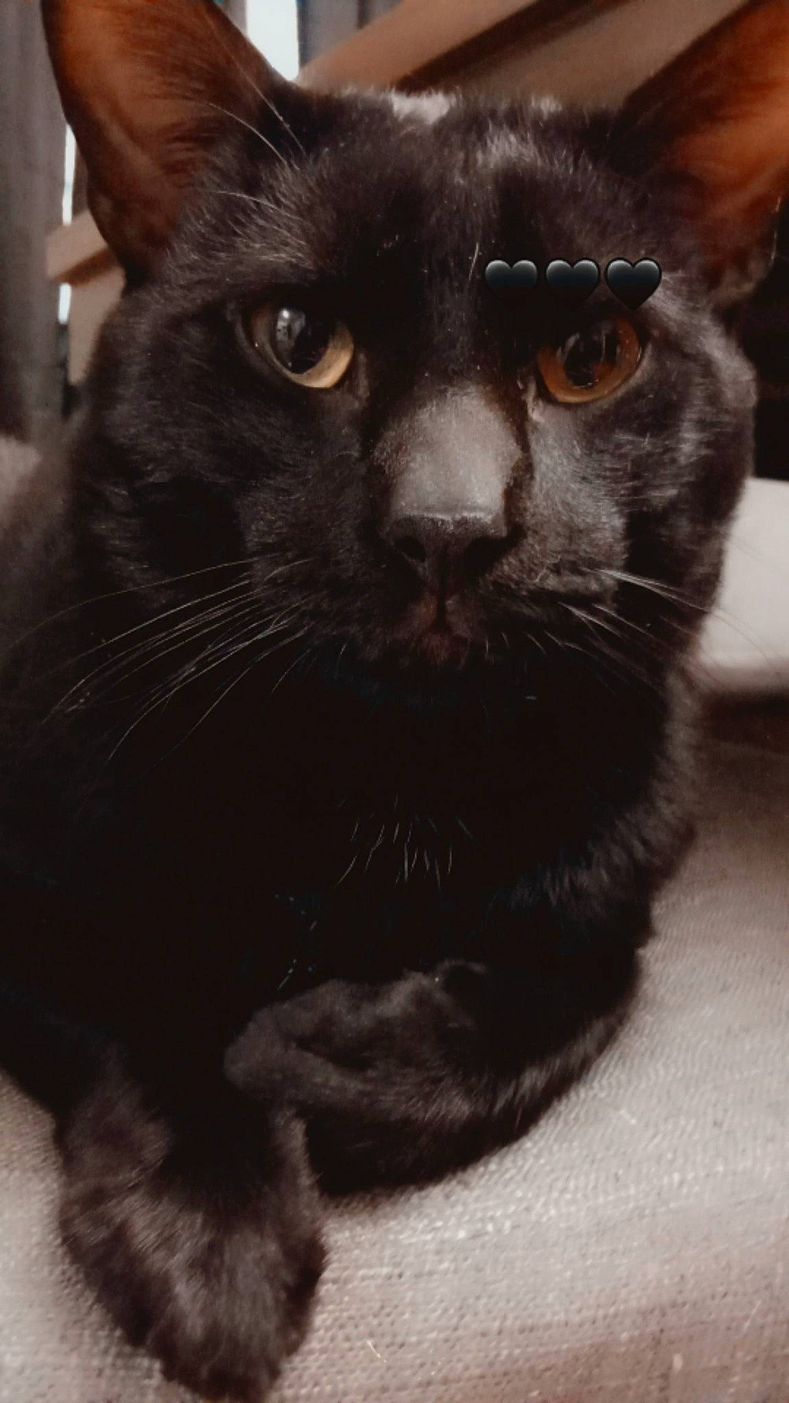 Binx is registered to the contest to win money with this photo: carnivore, cat, close_up, domestic_short_haired_cat, felidae, fur, small_to_medium_sized_cats, snout, terrestrial_animal, whiskers