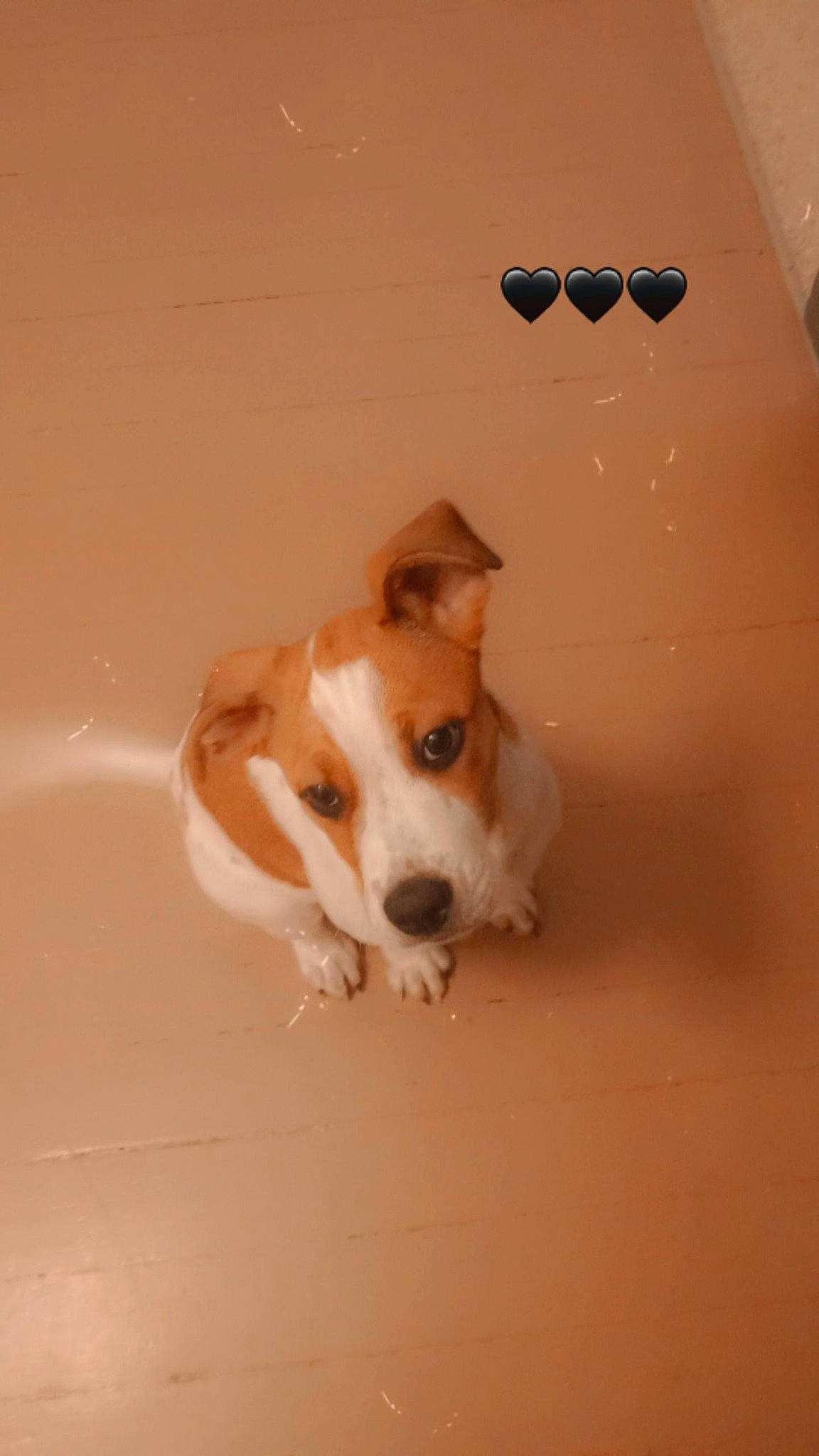 Astro joined the competition — help win amazing prizes! ancient_dog_breeds, ball, beagle, beagle_harrier, beaglier, carnivore, companion_dog, dog, dog_breed, finnish_hound, flooring, hardwood, hound, non_sporting_group, puppy, scent_hound, sporting_group, tail, wood, working_animal