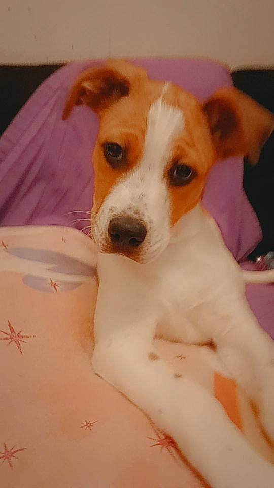 Astro joined the competition — help win amazing prizes! abdomen, basenji, canidae, carnivore, chest, comfort, companion_dog, dog, dog_breed, fawn, fur, hound, irishjacks, paw, puppy, snout, sporting_group, terrier, whiskers, working_animal