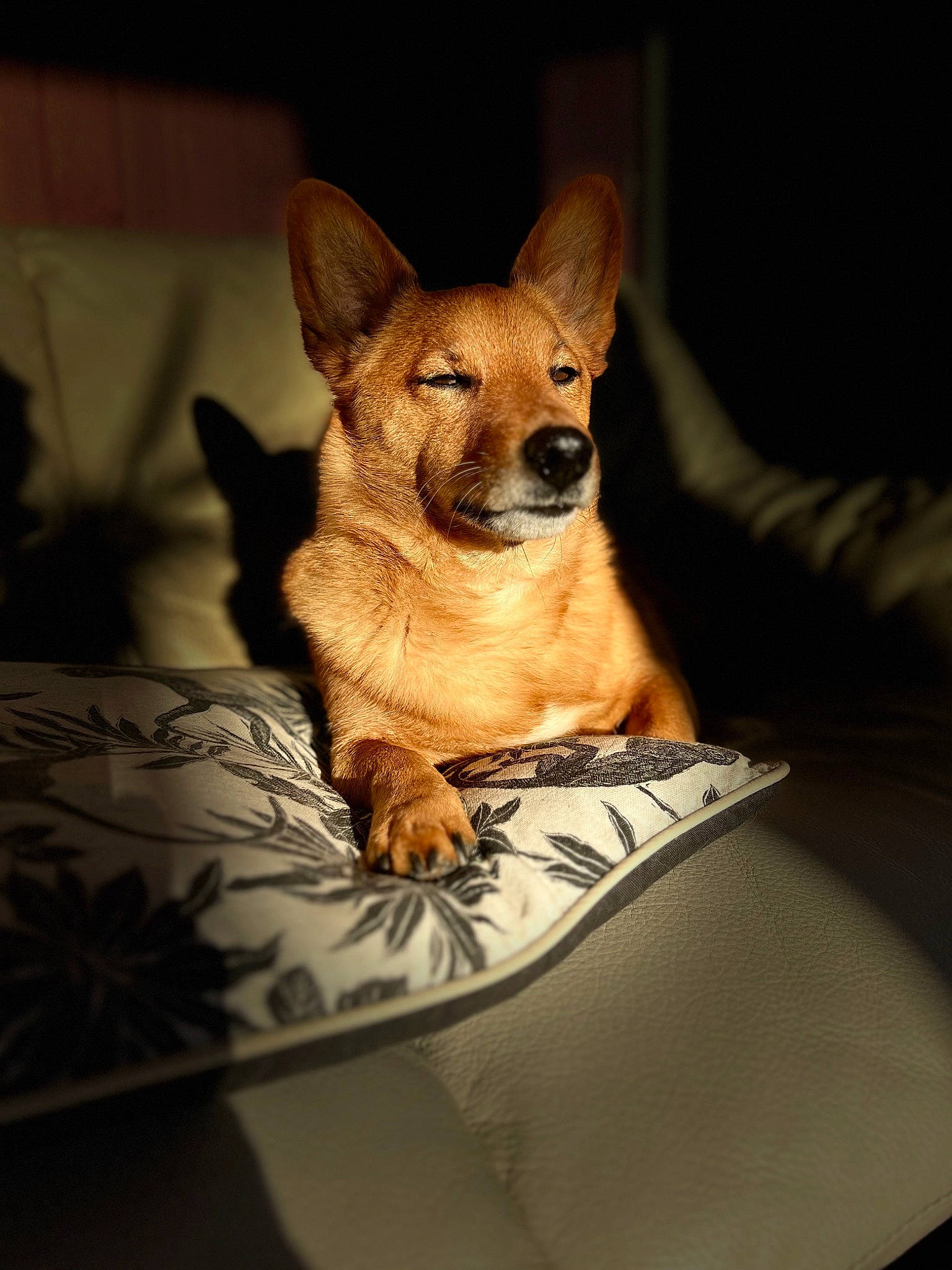 Tsuki participe au concours pour gagner de l'argent avec cette photo : canidae, carnivore, chihuahua, comfort, companion_dog, corgi_chihuahua, dog, dog_bed, dog_breed, dog_supply, fawn, fur, puppy, russkiy_toy, snout, sporting_group, terrestrial_animal, toy_dog, whiskers, working_animal