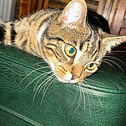 Dou Dou participe au concours pour gagner de l'argent avec cette photo : cat, tabby, yellow_eyes, whiskers, green_leather, ottoman, furniture, indoor, wooden_chair, brick_wall, curious, pet, animal, close_up, fur, domestic_cat, relaxed, home, resting, portrait