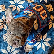 Lola is registered to the contest to win money with this photo: french_bulldog, puppy, dog, blue_jersey, sportswear, number_00, blanket, snowflake_pattern, blue, white, brown_fur, wrinkles, ears, pet, cute, looking_up, indoor, cozy, close_up, animal