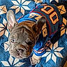 french_bulldog, puppy, dog, blue_jersey, sportswear, number_00, blanket, snowflake_pattern, blue, white, brown_fur, wrinkles, ears, pet, cute, looking_up, indoor, cozy, close_up, animal