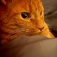 Georgie joined the competition — help win amazing prizes! animal, cat, close_up, comfort, cozy, cute, domestic_animal, eye, feline, fur, ginger_cat, indoor, nose, pet, portrait, resting, sleepy, soft_focus, warm_light, whiskers