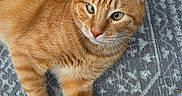 Garfield joined the competition — help win amazing prizes! cat, orange_tabby, pet, feline, animal, fur, whiskers, green_eyes, relaxed, indoor, rug, patterned_rug, texture, striped, close_up, laying_down, curious, domestic_cat, cute, soft_fur