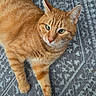 cat, orange_tabby, pet, feline, animal, fur, whiskers, green_eyes, relaxed, indoor, rug, patterned_rug, texture, striped, close_up, laying_down, curious, domestic_cat, cute, soft_fur