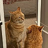 Garfield is registered to the contest to win money with this photo: cat, orange_tabby, mirror, reflection, indoor, carpet, bedroom, furniture, floral_pattern, pet, animal, fur, ears, whiskers, sitting, looking, closeup, domestic_cat, quiet, calm