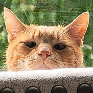 Garfield is registered to the contest to win money with this photo: cat, orange_tabby, close_up, whiskers, ears, face, pet, animal, curious, feline, indoor, window_screen, greenery, nature, texture, peeking, nose, eyes, portrait