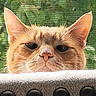 cat, orange_tabby, close_up, whiskers, ears, face, pet, animal, curious, feline, indoor, window_screen, greenery, nature, texture, peeking, nose, eyes, portrait