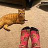 Garfield joined the competition — help win amazing prizes! cat, orange_tabby, carpet, socks, dog_pattern, feet, indoor, furniture, chair, home, pet, relaxed, lying_down, curious, wooden_furniture, floor, cozy, domestic, animal, patterned_socks