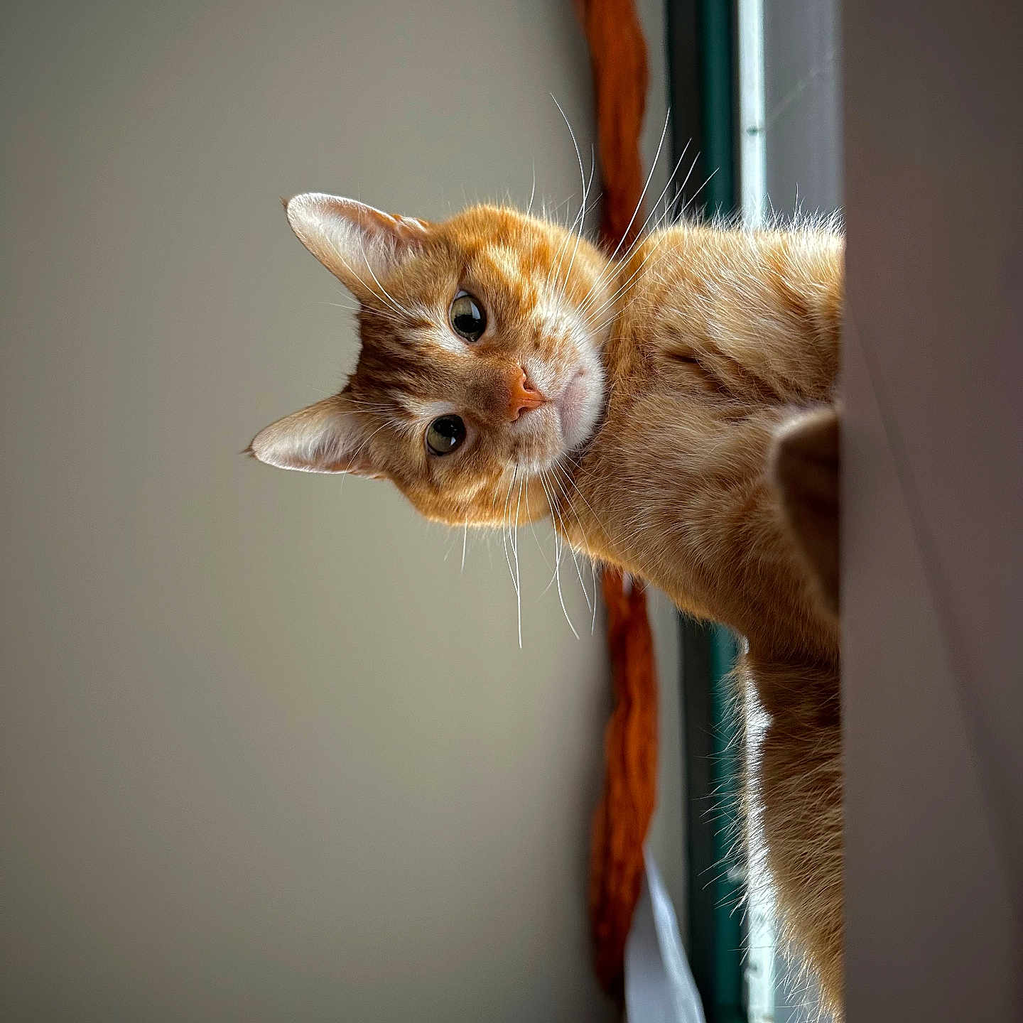 Garfield is registered to the contest to win money with this photo: cat, ginger_cat, whiskers, curious, indoor, window, natural_light, fur, pet, animal, closeup, face, ears, looking, peeking, cozy, domestic, feline, portrait, side_view