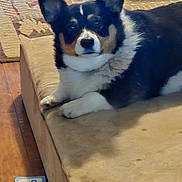 Sammy is registered to the contest to win money with this photo: animal, carpet, companion, corgi, cushion, cute, dog, domestic, ears, face, fur, indoor, lying_down, paw, pet, quiet, relaxed, resting, tricolor, wood_floor