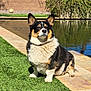 Sammy joined the competition — help win amazing prizes! animal, canine, collar, corgi, daytime, dog, ears, fur, garden, grass, nature, outdoor, pet, pool, shadow, sidewalk, sitting, sunlight, tricolor, water