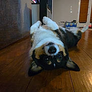 Sammy is registered to the contest to win money with this photo: dog, pet, indoor, wooden_floor, lying_down, upside_down, playful, animal, canine, ears, nose, fur, home, relaxed, cute, floor, brown, black, white, cozy