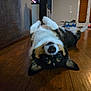 dog, pet, indoor, wooden_floor, lying_down, upside_down, playful, animal, canine, ears, nose, fur, home, relaxed, cute, floor, brown, black, white, cozy