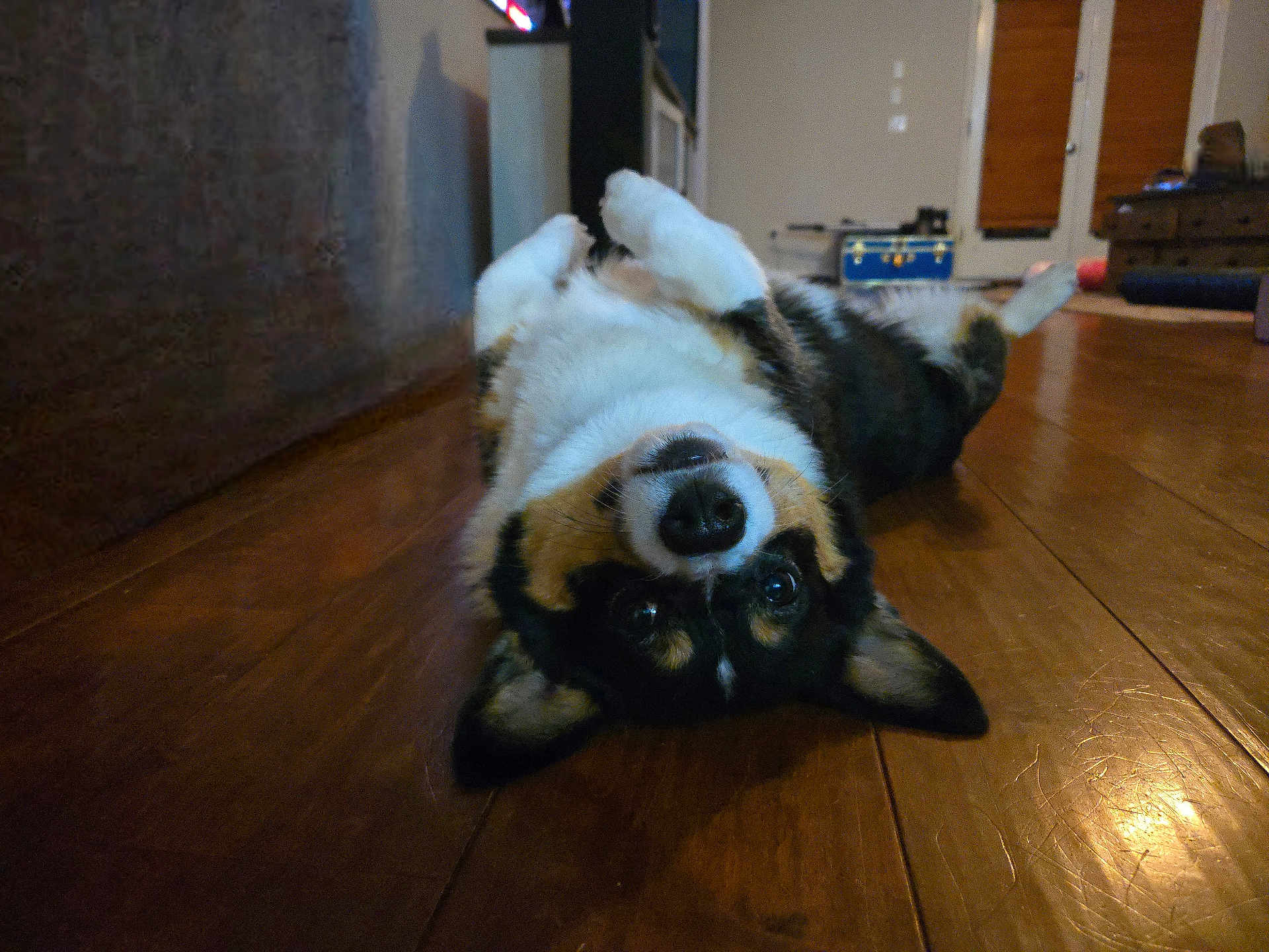 Sammy is registered to the contest to win money with this photo: dog, pet, indoor, wooden_floor, lying_down, upside_down, playful, animal, canine, ears, nose, fur, home, relaxed, cute, floor, brown, black, white, cozy