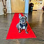 dog, french_bulldog, red_carpet, tuxedo, bow_tie, indoor, flooring, door, vase, umbrella, living_room, furniture, wood_floor, pet, animal, cute, portrait, sitting, decor, accessory