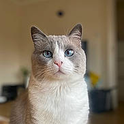 Iubi joined the competition — help win amazing prizes! cat, blue_eyes, indoor, feline, pet, portrait, fur, whiskers, nose, ears, animal, domestic, mammal, closeup, cute, sitting, soft_light, background_blur, calm, focused