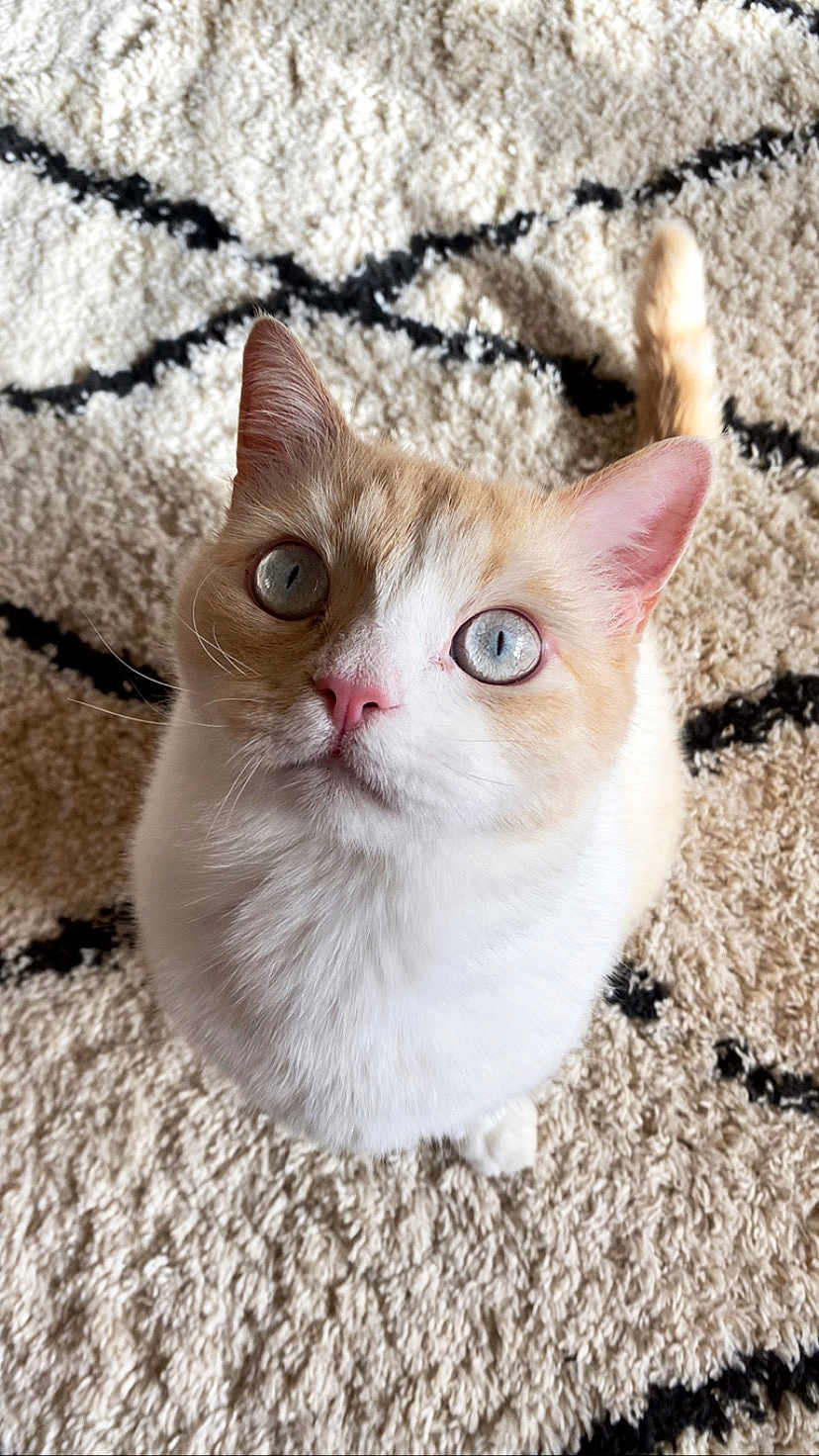 Benji joined the competition — help win amazing prizes! cat, blue_eyes, fur, whiskers, pink_nose, ears, pet, animal, indoor, curious, looking_up, fluffy, cream_color, patterned_rug, cozy, close_up, cute, domestic_cat, feline, soft_texture