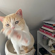 Benji joined the competition — help win amazing prizes! cat, orange_cat, white_cat, cat_bed, paw, blur, indoor, bookshelf, books, decor, curious, pet, feline, animal, closeup, soft_texture, shelf, room, playful, light