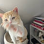 cat, orange_cat, white_cat, cat_bed, paw, blur, indoor, bookshelf, books, decor, curious, pet, feline, animal, closeup, soft_texture, shelf, room, playful, light
