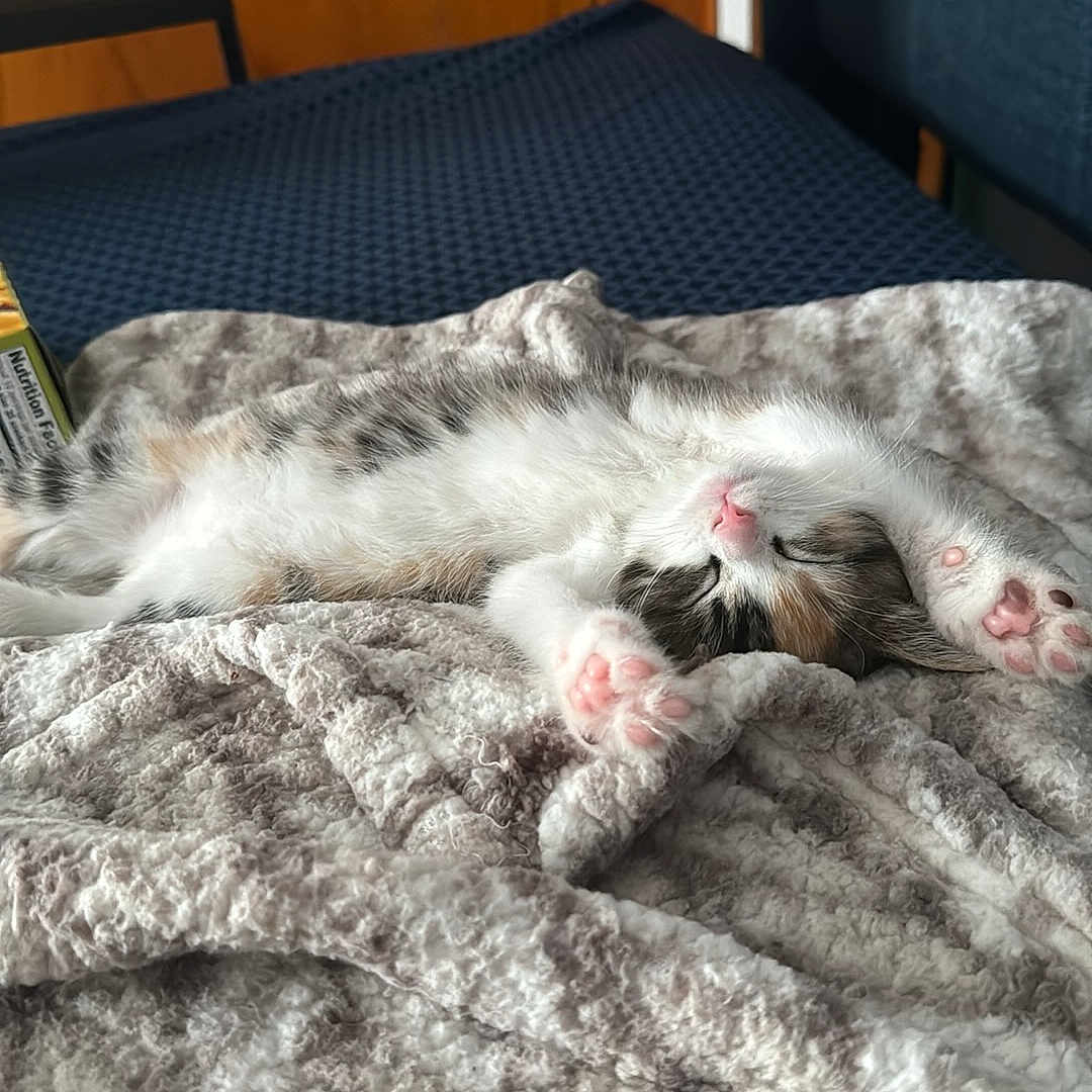Misty joined the competition — help win amazing prizes! animal, bedroom, blanket, cat, comfort, cozy, cute, domestic_cat, feline, fur, indoor, kitten, paw, pet, pink_paws, relaxing, resting, sleeping, soft, young