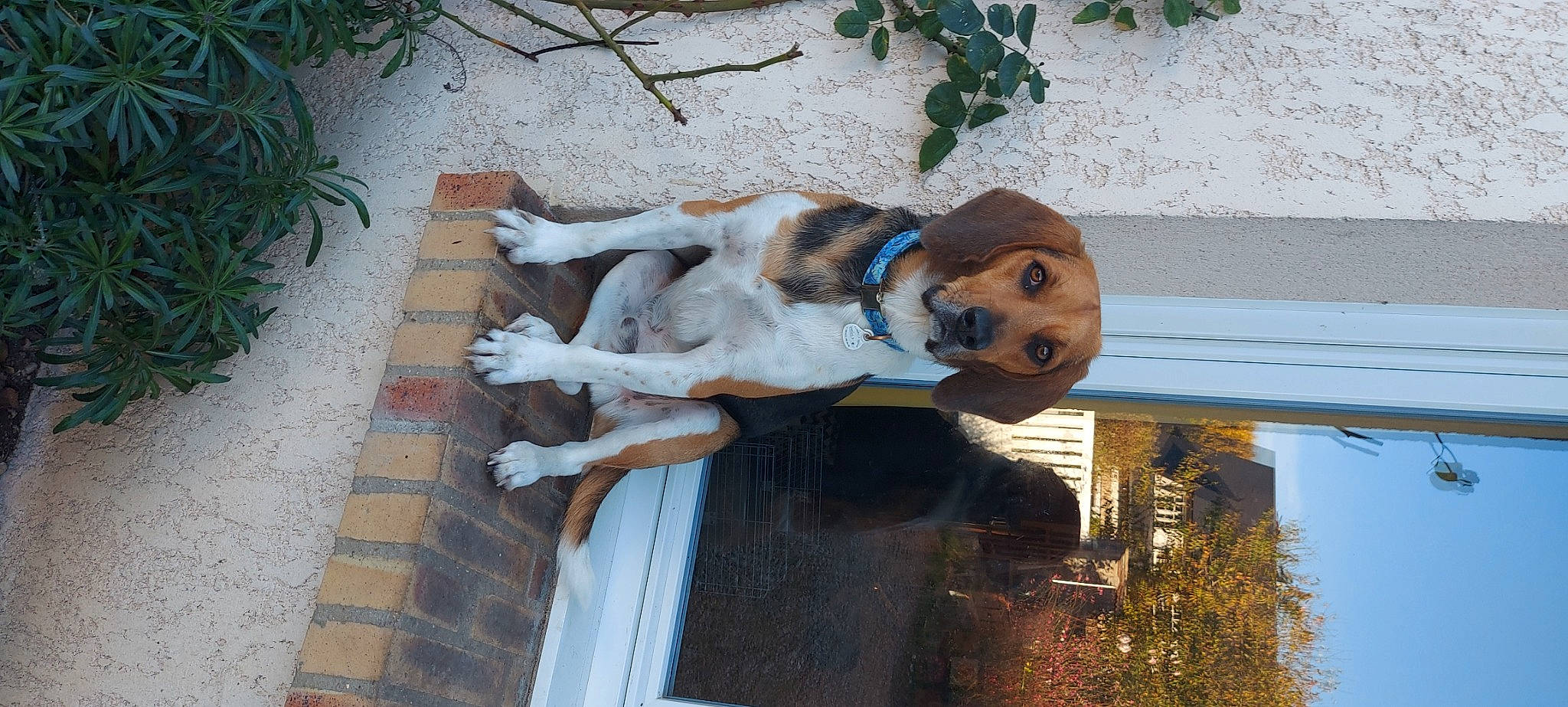 Savane participe au concours pour gagner de l'argent avec cette photo : carnivore, companion_dog, dog, dog_breed, fawn, fur, guard_dog, mammal, non_sporting_group, plant, sidewalk, snout, sporting_group, tail, tree, vertebrate, water, wood, working_animal, working_dog