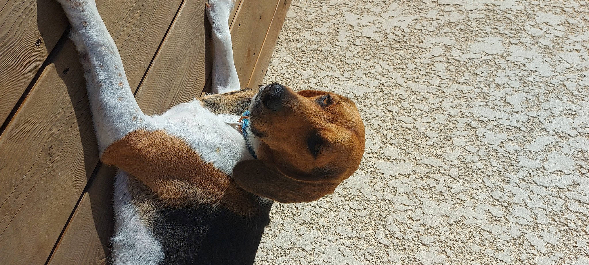 Savane participe au concours pour gagner de l'argent avec cette photo : blazer, canidae, carnivore, collar, comfort, companion_dog, dog, dog_breed, dog_collar, dress_shirt, elbow, fawn, fur, gesture, leash, non_sporting_group, sporting_group, terrestrial_animal, whiskers, working_animal