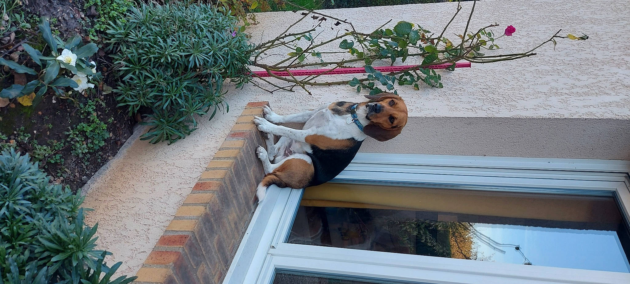 Savane a rejoint le concours — aidez-le/la à gagner de superbes lots ! fawn, floral_design, flower_arranging, flowerpot, grass, hat, human_leg, leisure, plant, sitting, sunglasses, thigh, tree, twig, vacation, wood