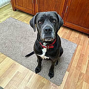 Roxie joined the competition — help win amazing prizes! dog, black_dog, pet, indoor, wooden_floor, rug, red_collar, cabinet, furniture, looking_up, sitting, loyal, curious, canine, domestic_animal, flooring, home, companion, animal, portrait