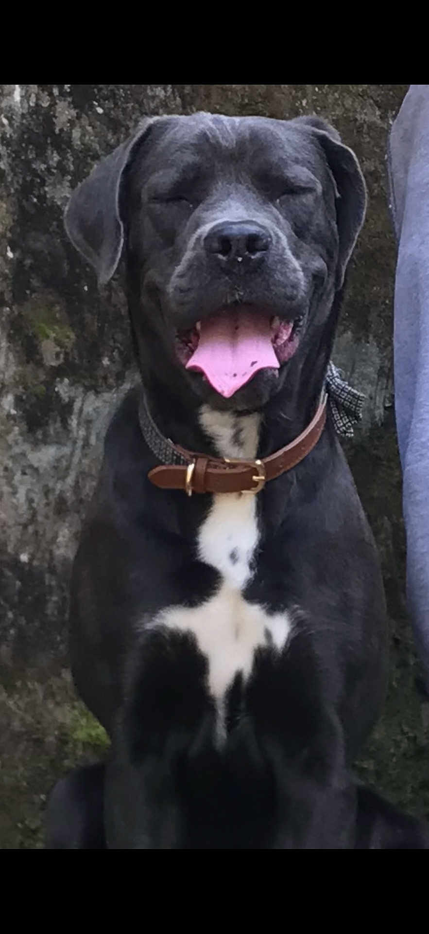 Roxie joined the competition — help win amazing prizes! dog, black_dog, white_chest, collar, tongue_out, closed_eyes, sitting, outdoor, mossy_wall, pet, canine, happy, animal, fur, snout, ears, muzzle, leash, domestic_animal, portrait