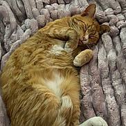 Orangie is registered to the contest to win money with this photo: animal, blanket, cat, cozy, cute, cute_pet, domestic_cat, feline, fluffy, fur, indoors, orange_tabby, paws, pet, relaxed, resting, sleeping, soft_texture, tongue_out, whiskers