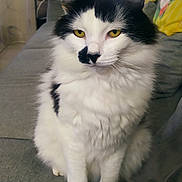 Sweety a rejoint le concours — aidez-le/la à gagner de superbes lots ! animal, black_and_white, cat, close_up, couch, cozy, domestic_animal, feline, fluffy, fur, home, indoor, mustache_mark, muzzle, pet, portrait, relaxed, sitting, whiskers, yellow_eyes