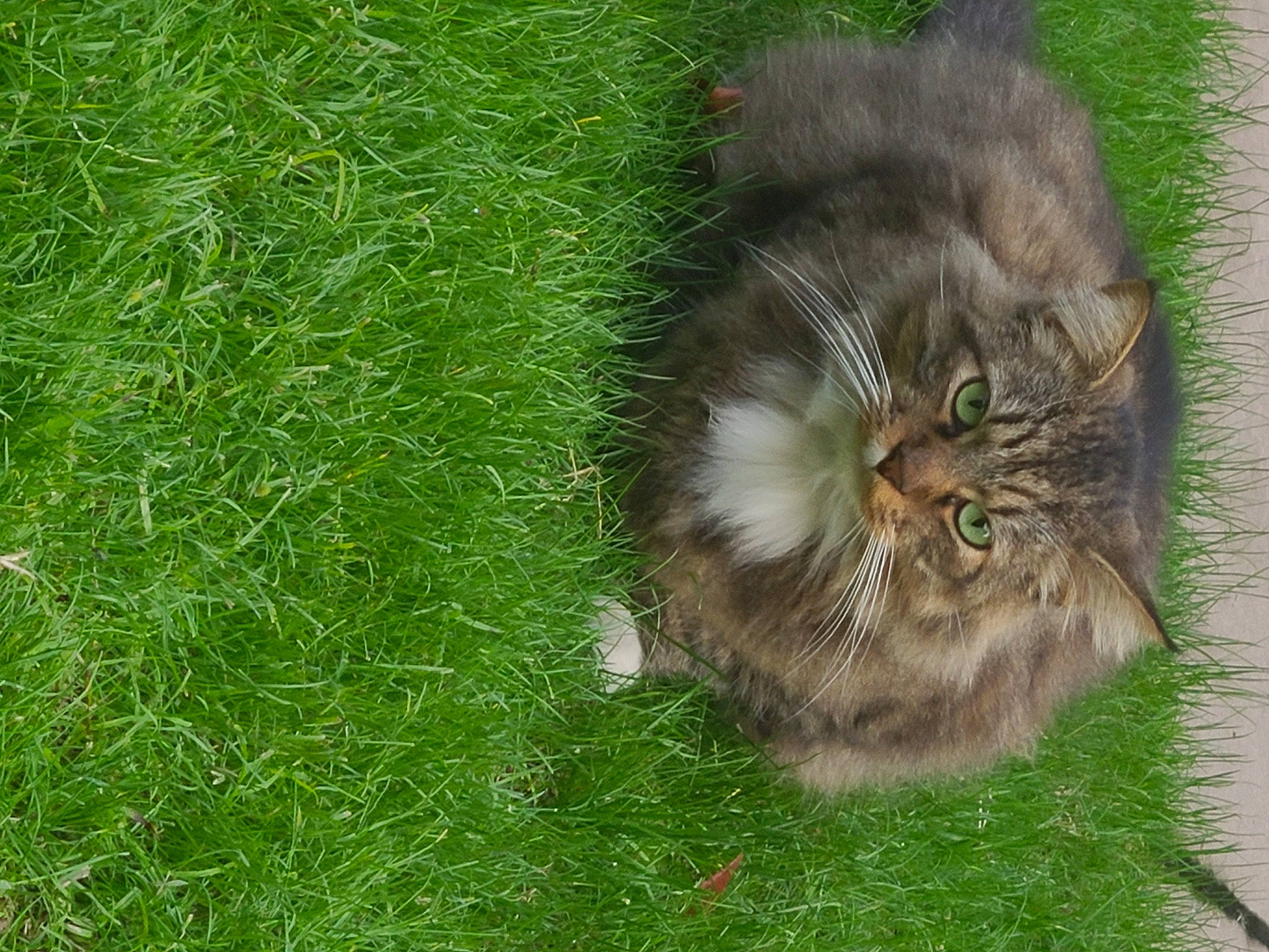 Baby is registered to the contest to win money with this photo: british_longhair, canidae, carnivore, cat, claw, devon_rex, domestic_short_haired_cat, fawn, felidae, fur, grass, grassland, groundcover, plant, small_to_medium_sized_cats, snout, tail, terrestrial_animal, whiskers, wildlife