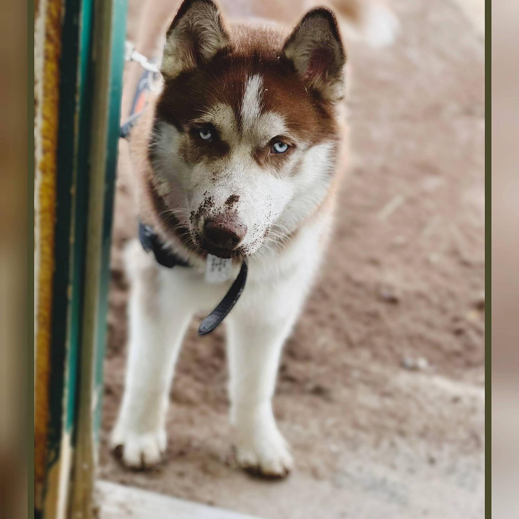 Floki is registered to the contest to win money with this photo: ancient_dog_breeds, canidae, canis, carnivore, companion_dog, dog, dog_breed, fur, non_sporting_group, puppy, sled_dog, sporting_group, tail, terrestrial_animal, tree, whiskers, wildlife, wolf, working_animal, working_dog