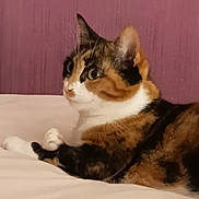 Mila participe au concours pour gagner de l'argent avec cette photo : cat, calico, pet, animal, feline, fur, whiskers, ears, eyes, bed, indoor, resting, looking, side_view, domestic, cute, mammal, soft, relaxed, background