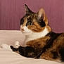 cat, calico, pet, animal, feline, fur, whiskers, ears, eyes, bed, indoor, resting, looking, side_view, domestic, cute, mammal, soft, relaxed, background