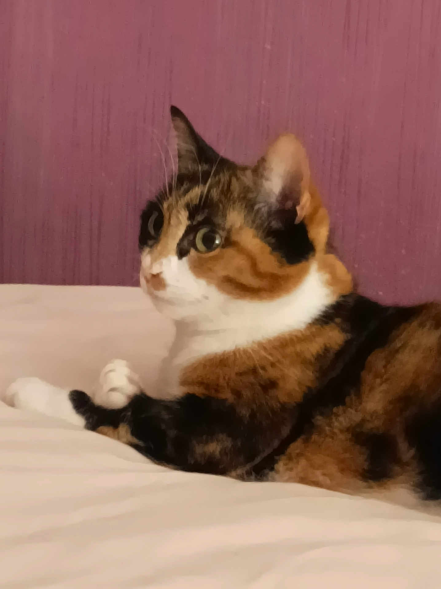 Mila participe au concours pour gagner de l'argent avec cette photo : cat, calico, pet, animal, feline, fur, whiskers, ears, eyes, bed, indoor, resting, looking, side_view, domestic, cute, mammal, soft, relaxed, background