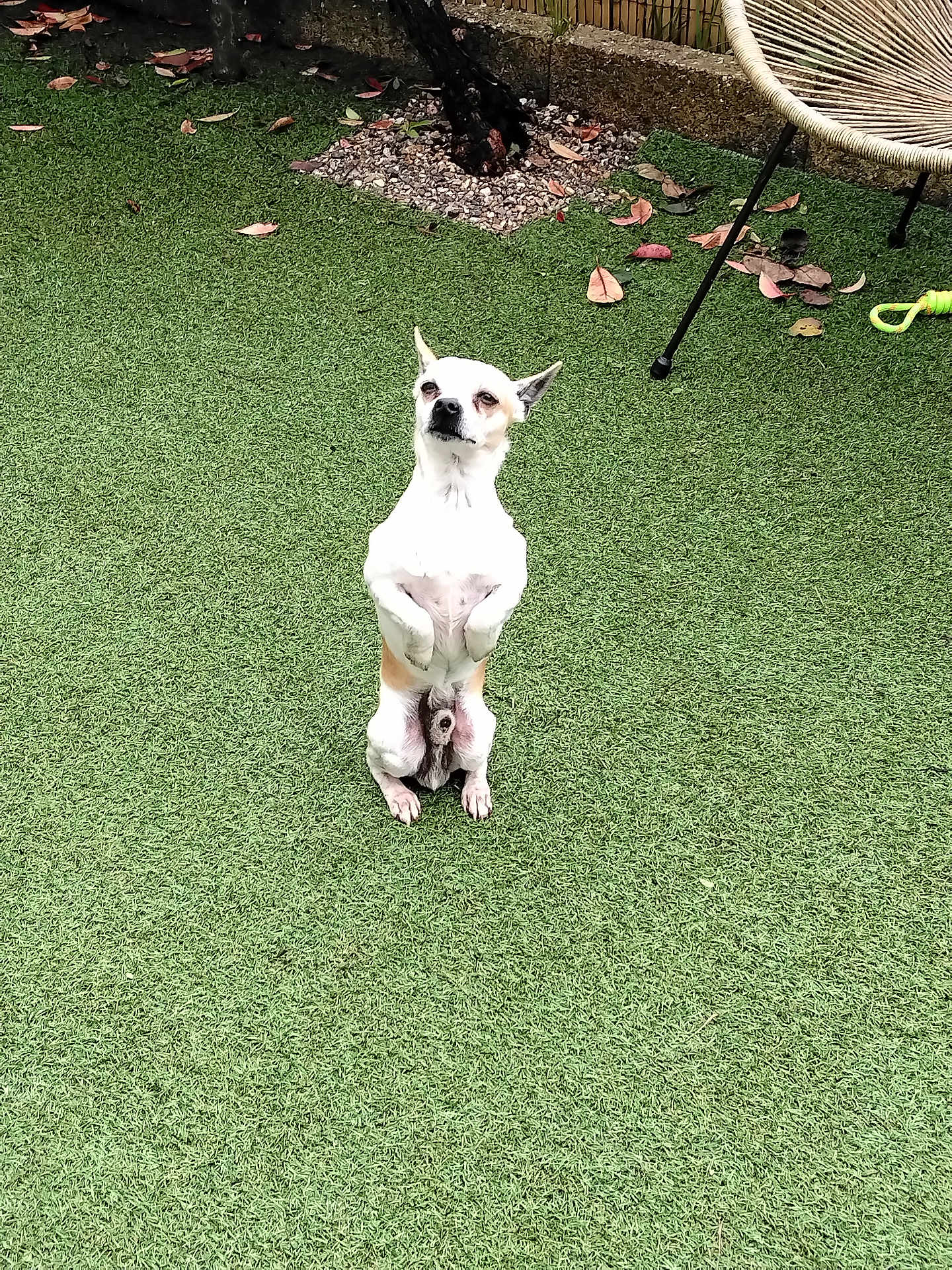 Toby a rejoint le concours — aidez-le/la à gagner de superbes lots ! dog, small_dog, chihuahua, standing, begging, grass, lawn, outdoor, pet, white_fur, ears_up, paws, looking_up, chair, rope_toy, leaves, tree, fence, gravel, backyard