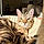 Nala