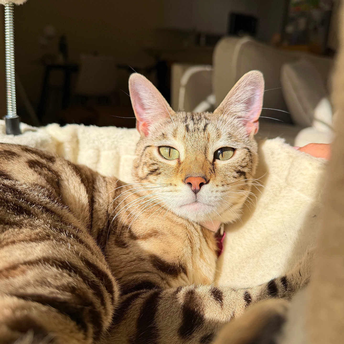 Nala is registered to the contest to win money with this photo: cat, tabby, pet, animal, feline, striped, sunlight, cozy, bed, indoor, relaxed, whiskers, ears, nose, closeup, soft, home, comfortable, resting, peaceful