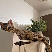Nala is registered to the contest to win money with this photo: cat, feline, indoor, cabinet, white_furniture, plant, greenery, shadow, relaxed, paw, fur_pattern, striped, spotted, wood, door, home_decor, animal, pet, resting, cozy